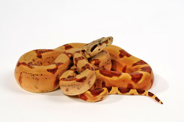 Red-tailed boa // Abgottschlange (Boa constrictor)