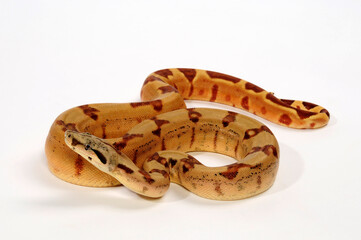 Abgottschlange // Red-tailed boa (Boa constrictor)