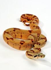 Obraz premium Abgottschlange // Red-tailed boa (Boa constrictor)
