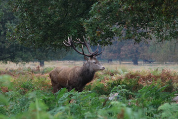 Majestic stag with antlers standing in autumn bracken during rutting season