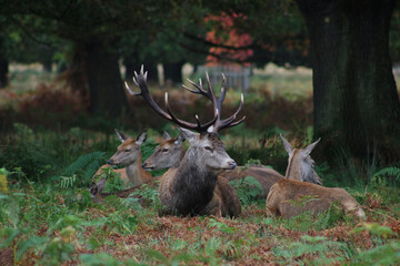 Stag sitting amongst group of does on bracken during rutting season
