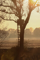 Silhouette of a Hunting pulpit - hunters stand on a tree in bright morning light in autum,...