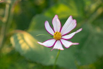 Obraz premium Pink and white cosmos. White cosmos with pink edges.
