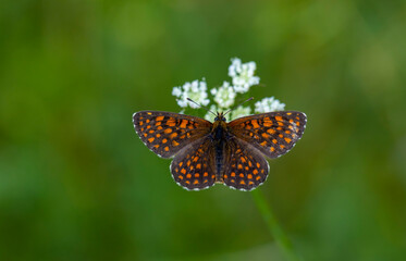 butterfly in brown tones on a white flower, Melitaea britomartis