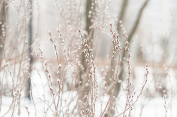 On the willow in March, the buds blossomed