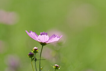 Fototapeta premium 秋の花 コスモス
