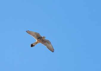 Obraz premium 飛ぶチョウゲンボウ