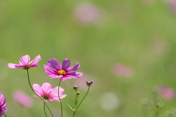 秋の花　コスモス