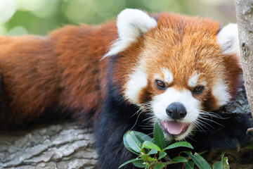 レッサーパンダ