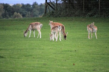 A view of some Fallow Deer