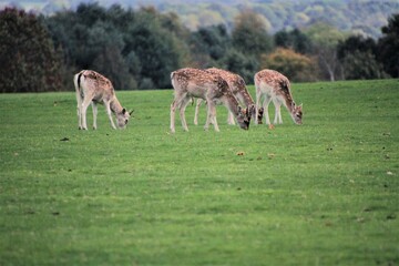 A view of some Fallow Deer