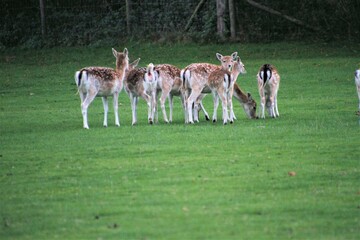 A view of some Fallow Deer