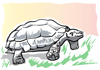 a very big turtle on a white