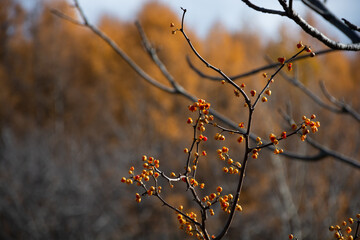 秋のツルウメモドキの赤い実

