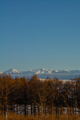 Fototapeta premium 晩秋のカラマツ林と山並み 十勝岳