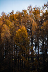 秋の黄金色のカラマツ林
