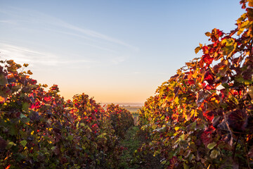 autumn sunrise in palatinate's vineyards