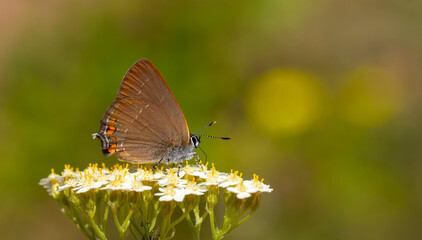 brown butterfly on white small flowers, Satyrium acaciae