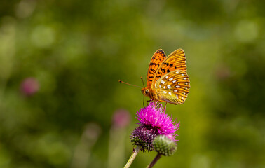Obraz na płótnie Canvas large butterfly with pink spines perched on flower, Argynnis aglaja