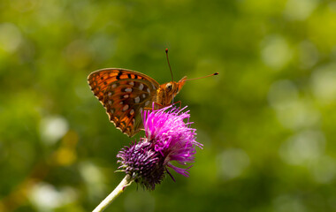 large butterfly with pink spines perched on flower, Argynnis aglaja