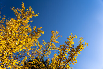 青空と黄色に紅葉した銀杏（イチョウ）