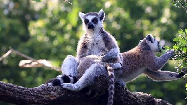 lemur catta with baby in her arms 
