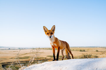A red fox stands on a hill looking into the camera. A fox against a blue sky. wild animals in nature.