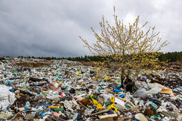 Verkhnie-Sergi, Russia - May 02, 2021. a young tree grows in the middle of the garbage, an open-air dump