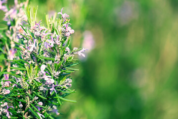 flowering rosemary bush close up. background green rosemary bush leaving in perspective