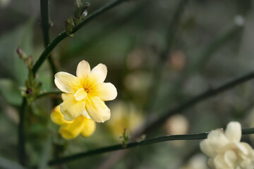 yellow jasmine flower on a branch, spring close-up in nature. the background is blurred