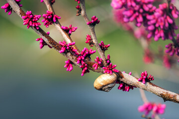 big snail on a branch of a blossoming cherry tree. close-up of a snail on a branch, the background is blurred