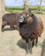 Fototapeta premium Female black ouessant sheep