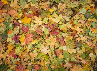 Autumn colorful foliage texture. Different color leaves fallen on the ground, fall season pattern. October seasonal background