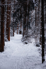 Winter forest. Landscape of the park in winter. Snow-covered trees at the edge.