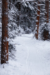 Winter forest. Landscape of the park in winter. Snow-covered trees at the edge.