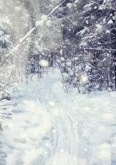 Winter forest landscape. Tall trees under snow cover. January frosty day in the park.