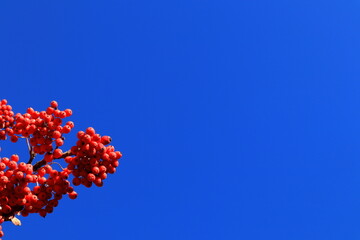 A rowan-berry tree filled with red small fruits. Autumn photo with strong colors. Blue sky in the background. Copy space for extra text. Plenty of branches. Stockholm, Sweden.