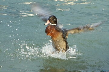 duck playing in water