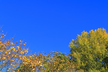 The top of yellow and orange autumn leaves. Clear blue sky. Stockholm, Sweden, Europe.