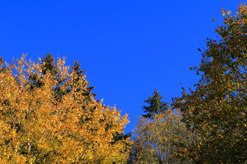 Fototapeta premium The top of yellow and orange autumn leaves. Clear blue sky. Stockholm, Sweden, Europe.