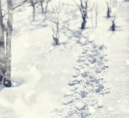 Fototapeta premium Winter forest landscape. Tall trees under snow cover. January frosty day in the park.