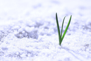 First flowers snowdrops growing out of the snow in early spring. Beautiful green plant sprouting...