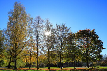Beginning of the autumn. Color shift in the trees. Clear blue sky, no clouds. Stockholm, Sweden,...