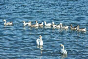 swans on the river