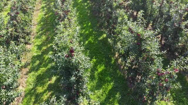 Aerial close up bird view of apple orchard is a plantation of trees that is maintained for the production of apples like Cripps Pink Golden Delicious and Jonagold 4k high resolution quality footage