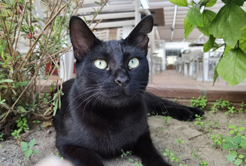 Black Cat