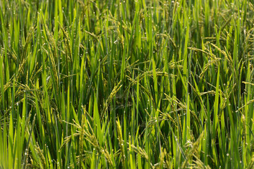 Rice field Background,Rice plants in paddy field