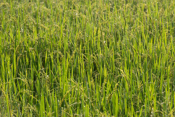 Rice field Background,Rice plants in paddy field