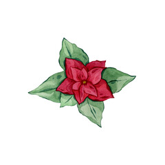 Watercolor botanical drawing, Christmas poinsettia flower, red leaves, hand drawn illustration.