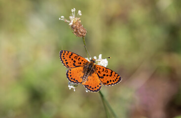reddish medium-sized butterfly with black spots, Melitaea didyma